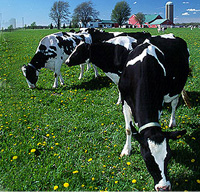 Dairy farm appraisal